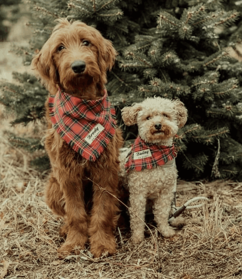 OhBarks on Etsy - Pet Gifts