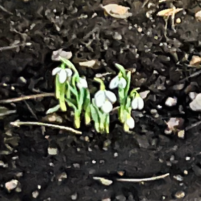 detail snow drops coming up 3.10.2026