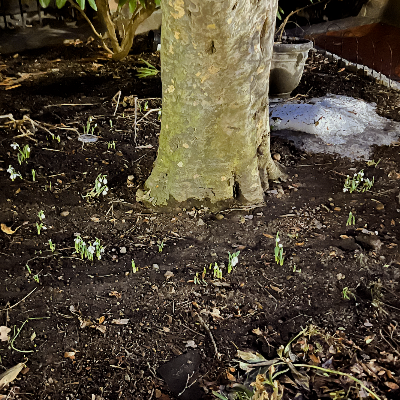 snow drops coming up 3.10.2026